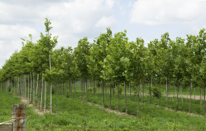 Commercial sheds Tamworth
