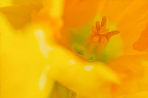 daffodil bulbs