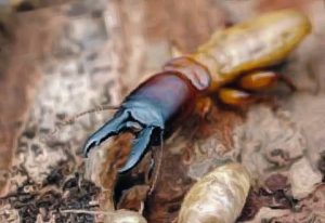 pest control Dandenong